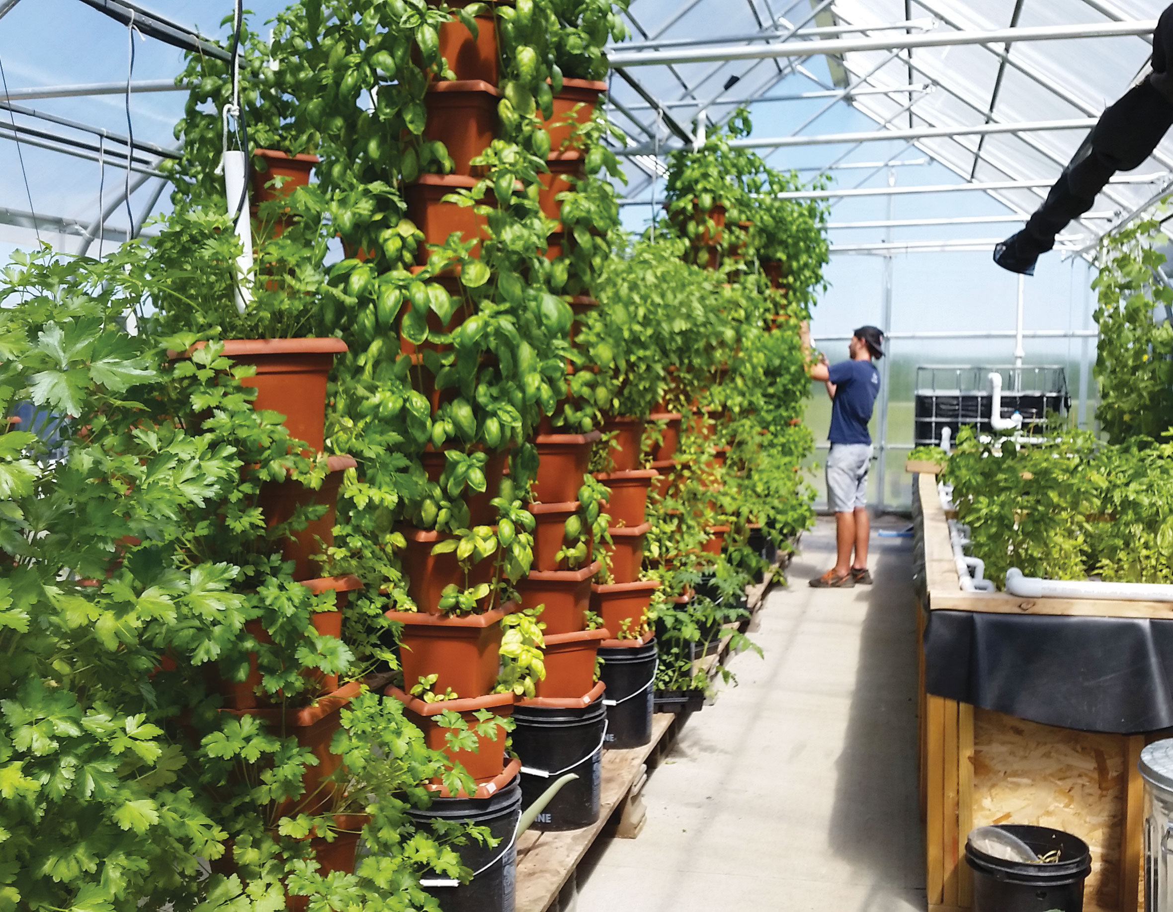 Stacked terracotta planting columns in a greenhouse, with leafy plants growing from the pot pockets.