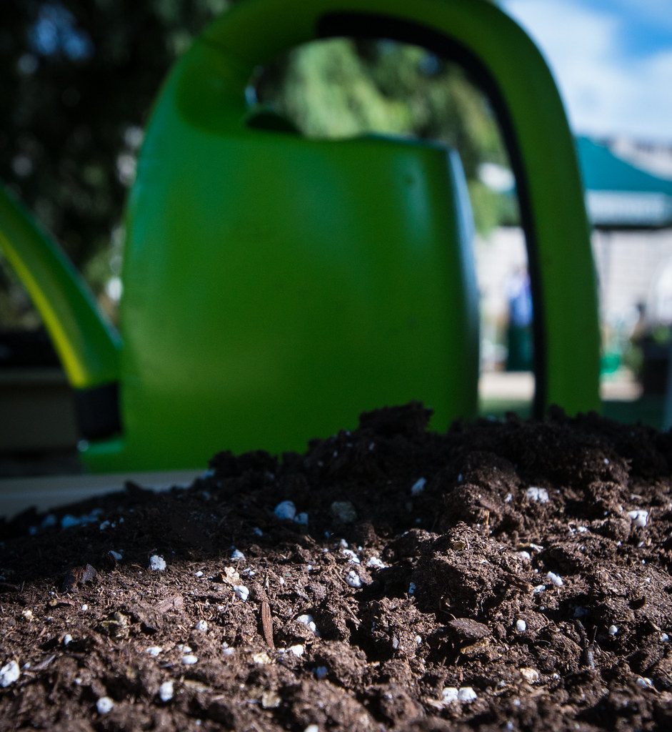 Close view of dark potting mix with white perlite pieces, a green watering can blurred behind it.